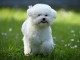 Bichon frisé chiot à vendre