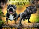 Pocket Micro American Bully chiots