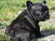 Magnifiques chiots bouledogue français disponible pour bonne fami