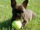 Magnifiques chiots bouledogue français disponible pour bonne fami