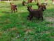 Berger Belge Malinois chiots