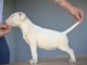 Bull-terrier standard chiots