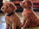 Caniche miniature chiots