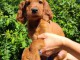 CHIOTS SETTERS IRLANDAIS LOF DISPONIBLES JUILLET 2024