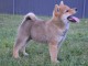 Shiba Inu chiots à vendre