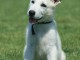 Berger Blanc Suisse chiots