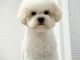 Bichon Frise chiot femelle