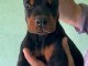 Doberman chiots à vendre