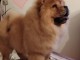 Chow Chow chiens à vendre