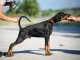 DOBERMAN chiots à vendre