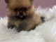 Pomeranian BOO chiots