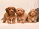 Bichon Havanais chiots