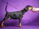 DOBERMAN chiots à vendre