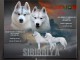 Cachorros de husky siberiano