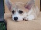 Pembroke Welsh Corgi chiots