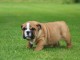 chiot bulldog anglais a donner