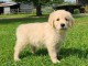 chiots golden retriever a donner