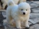 Chiots samoyede  a donner