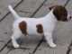 Chiot jack russell a donner