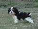 Chiots Cavaliers King Charles a donner