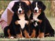 Bouvier Bernois chiots