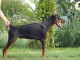 Doberman chiots à vendre