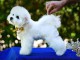 Bichon Frisé chiot à vendre