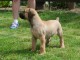 Boerboel (Dogue d