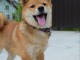 Shiba Inu chiots à vendre