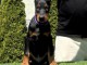 DOBERMAN chiots à vendre