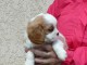 chiots cavalier king charles spaniel a donner