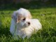 Chiots Coton de Tulear