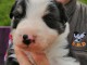 Chiots Border Collie Adorable