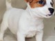 chiots jack russel adorable