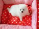 Chiots Spitz Nain Pomeranien