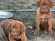 Dogue de Bordeaux chiots