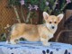 Welsh Corgi Pembroke chiots à vendre