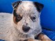 Bouvier australien Chiots