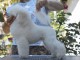 Caniche nain blanc chiots