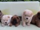 Chow Chow chiots à vendre