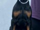 Doberman chiots à vendre