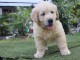 Don de magnifique chiots golden retriever lof