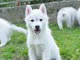 Husky sibérien chiots à vendre