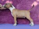 Chiots Bull Terrier Standard