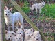 Adorable chiot berger blanc suisse lof 