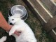 Chiot berger blanc suisse a donner 