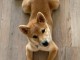 Dons Chiot Shiba adorable 