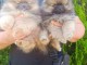 Adoption chiot spitz allemand 