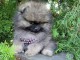 Chiot spitz allemand adorable 