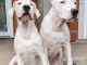 Dogo Argentino chiots